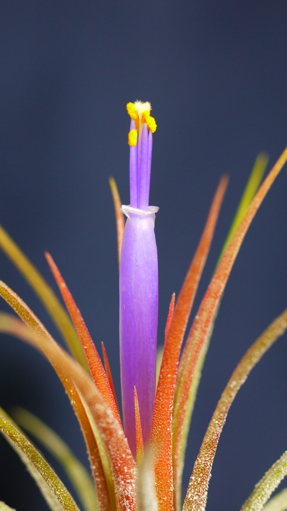 チランジア・イオナンタ６