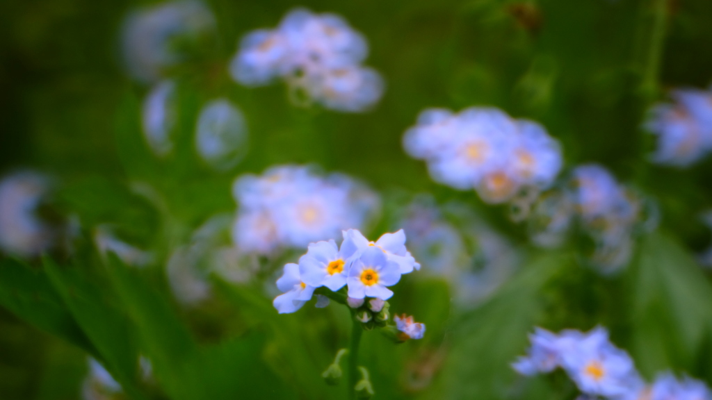 忘れな草