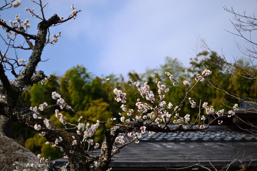 梅咲く庭２　（化野念仏寺）