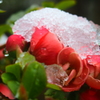 重たい雪帽子・・・