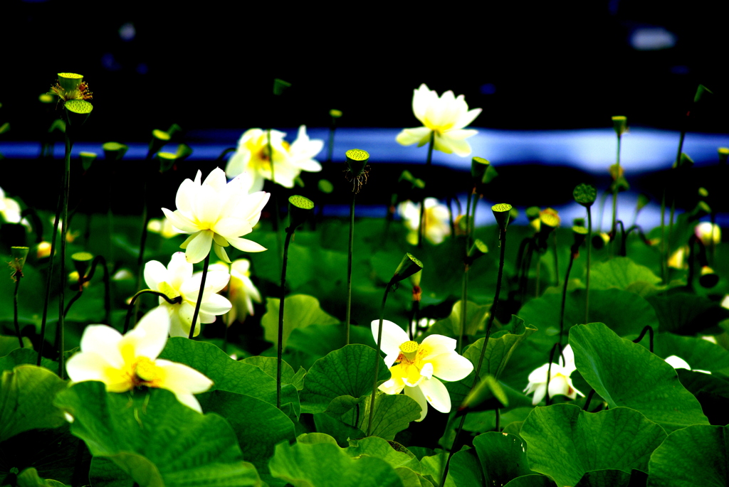 蓮の花シリーズ　１　　花畑
