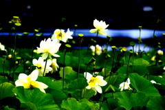 蓮の花シリーズ　１　　花畑