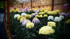 菊花展