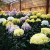 菊花展
