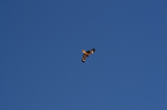 秋空を悠々と