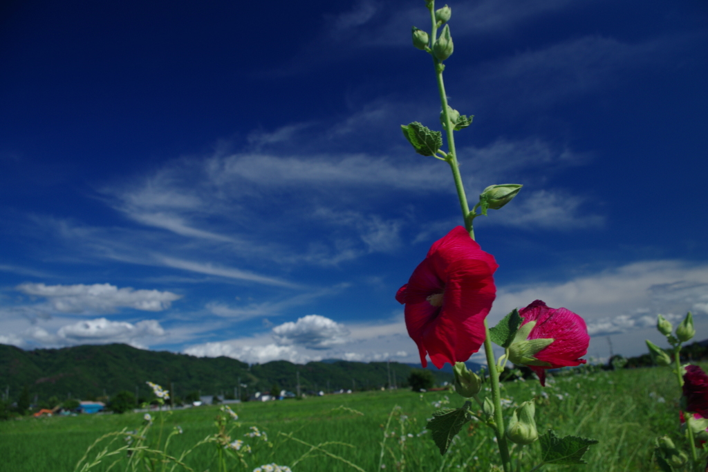 藍には染まれない　２