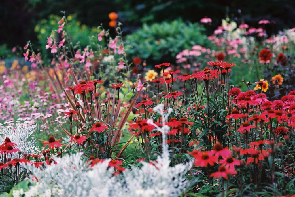 再び百花繚乱　（フィルムスナップ）