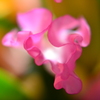 花束　３