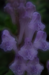 立浪草 4 立浪草 4