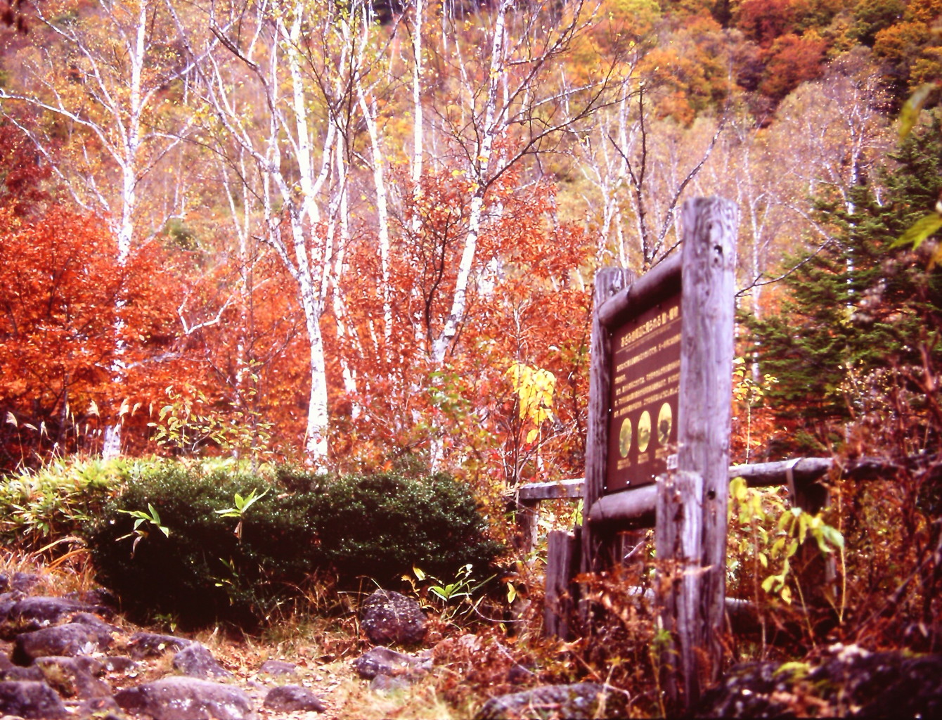 紅の兆し　（フィルムの残像）