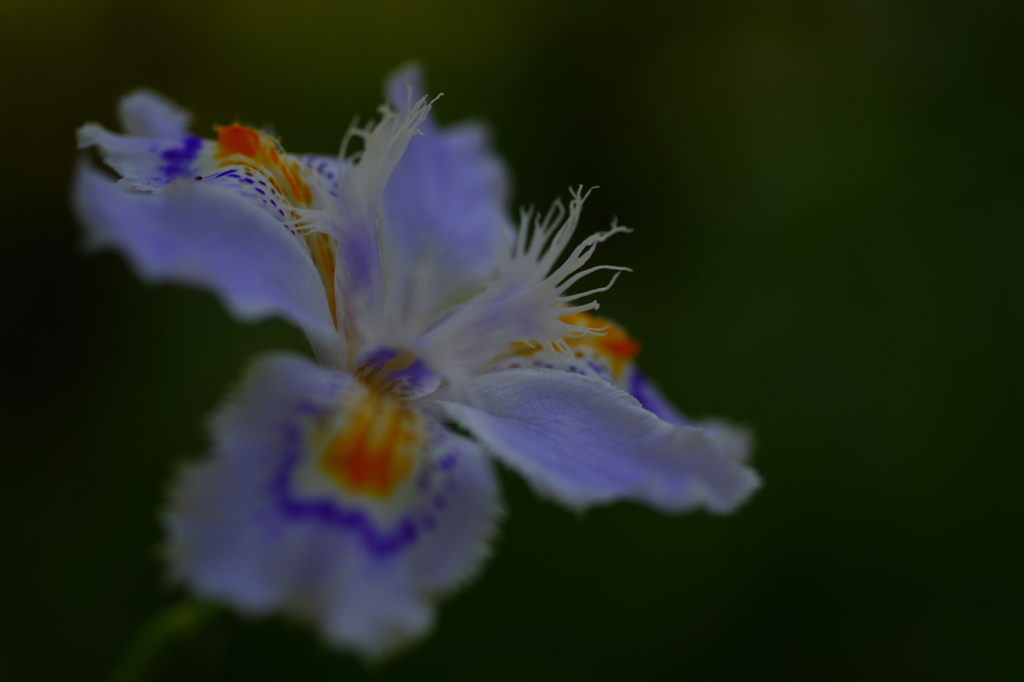 胡蝶花の心
