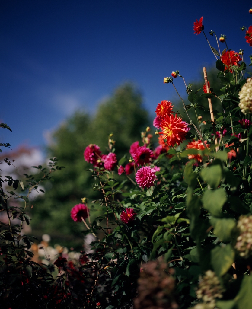 フィルムの残像　１