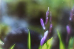 庭の花２　(フィルムスナップ）