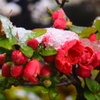 木瓜にも雪帽子