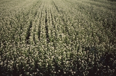 蕎麦畑の思い出（フィルムスナップ３）