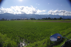 青空と稲原