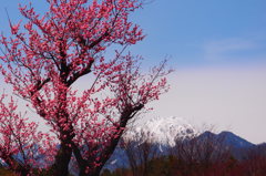 紅梅の春