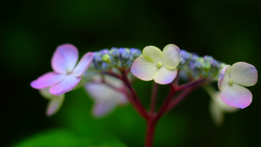紫陽花六景　２