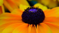 花づくし　４
