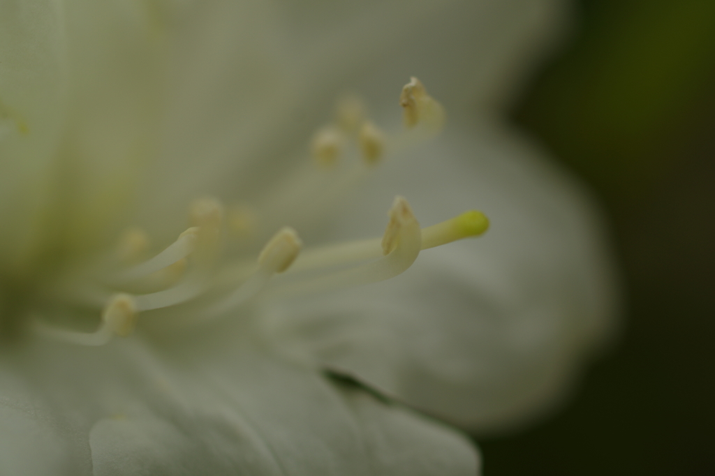 降雨咲花