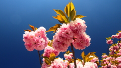 八重桜満開！