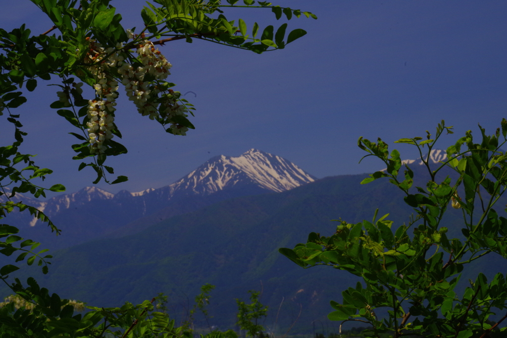 常念岳の初夏