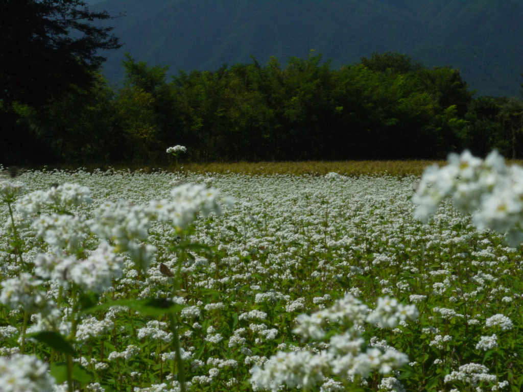 夏よさらば　３