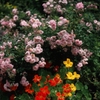 騒がしい花園で　（フィルムスナップ）