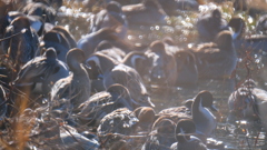 水鳥たちの営み　５