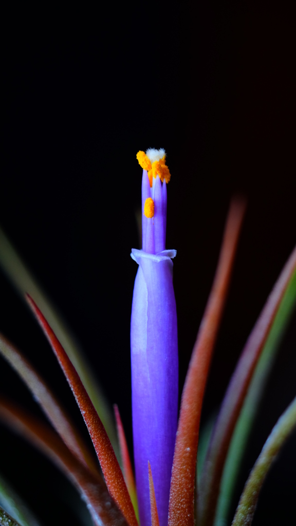 チランジア・イオナンタ３