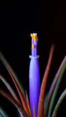 チランジア・イオナンタ３