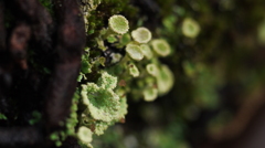 庭の小人たち　６