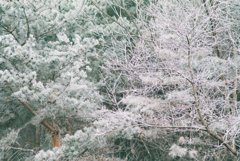 霧氷の森へ　(フィルムスナップ）