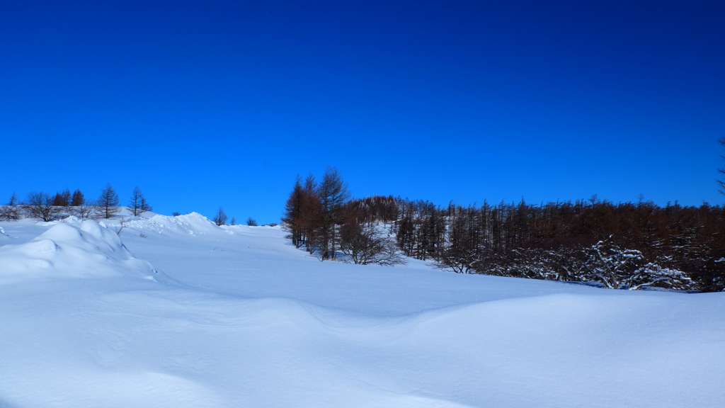 雪原