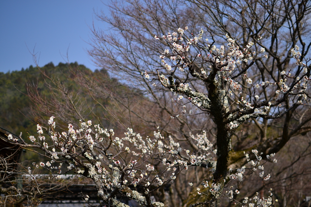 梅咲く庭　（化野念仏寺）