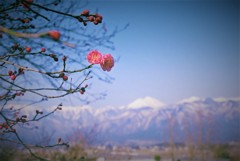 わさび田四景　梅と常念