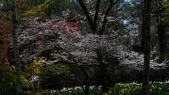 花ざかりの森　　山桜