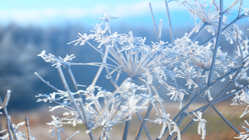 氷の花