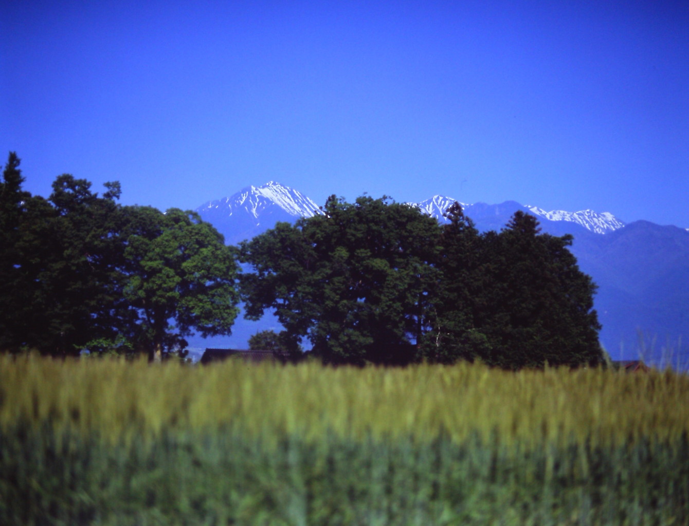 麦畑と碧空　（フィルムの残像）