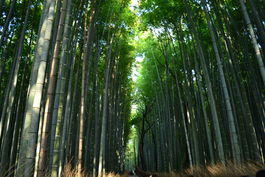 竹のトンネル