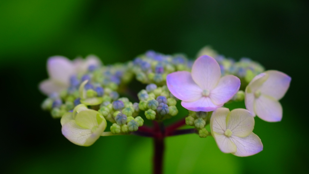 紫陽花六景　３