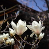 開花