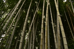 竹林　（京都旅行日記）