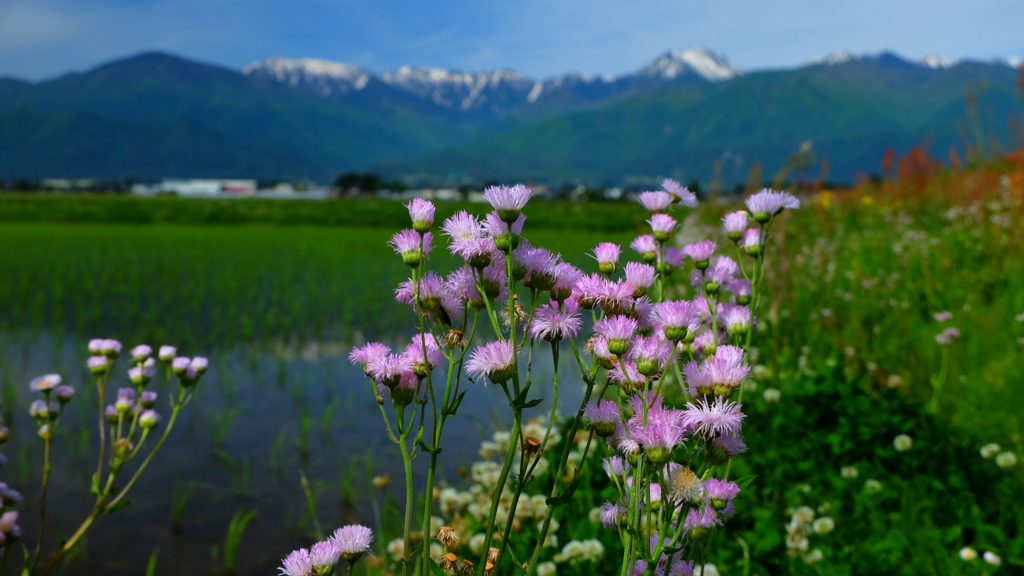 初夏、常念を望む