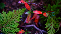 小さな紅葉