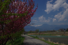早春賦碑前から有明山を望む