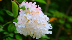 花づくし　６