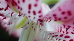 little flower