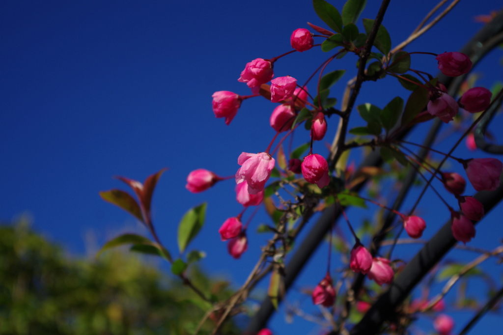 青空のもと　花海棠