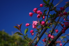 青空のもと　花海棠